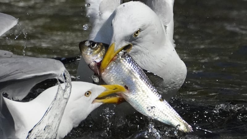 Seven accused of illegally catching gaspereau near fish ladder in Cape Breton
