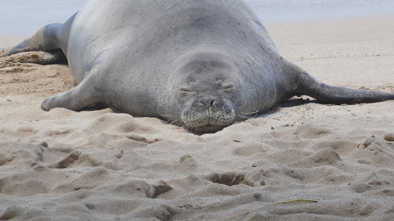 Lawyer says tourist accused of hurling rock at Hawaiian monk seal has been doxed and threatened
