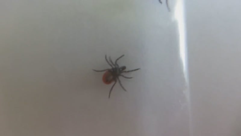 Tick season starting earlier than ever in B.C., vets say