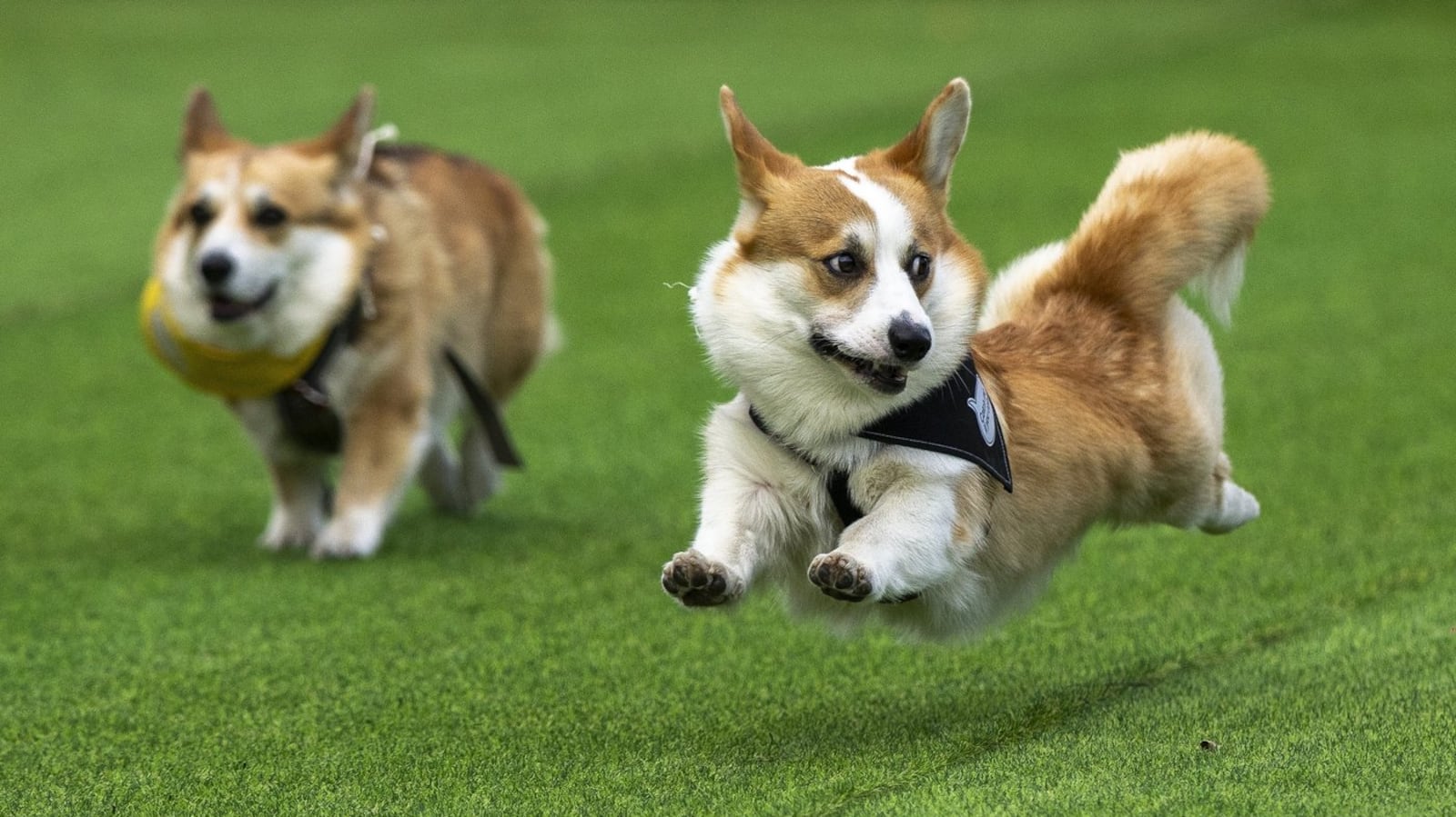 Corgi Rodeo International Corgi race: 100+ teams compete in Lithuania