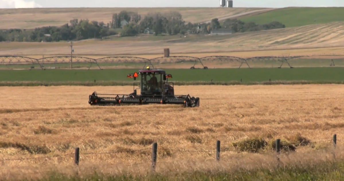 Southern Alberta's agriculture sector bracing for impact of new U.S. tariffs