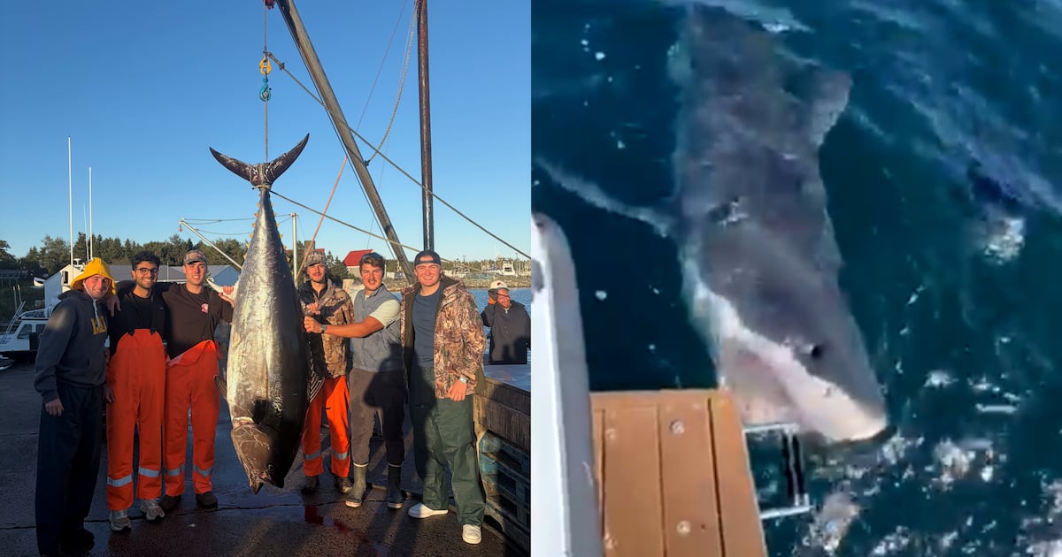 They sailed out for a tuna fishing competition. They reeled in a great white shark - CTV News