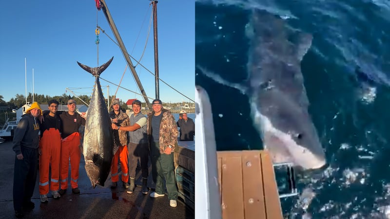 They sailed out for a tuna fishing competition. They reeled in a great white shark