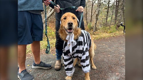 A dog in a prisoner costume is pictured at the Gaetz Brook Greenway for the Halloween Trick-or-Treat Trail Walk in East Chezzetcook, N.S., on October 25, 2025. (Emma Convey / CTV Atlantic)