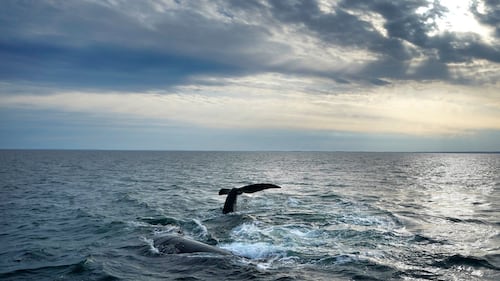Endangered whale protections may be delayed to 2035 under Trump-backed plan