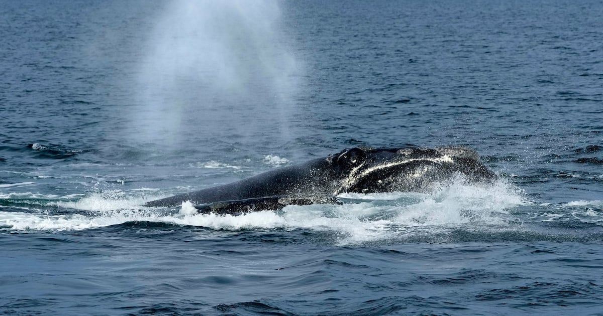 A North Atlantic right whale surfaces on Cape Cod Bay in Massachusetts, Monday, March 27, 2023. (AP Photo/Robert F. Bukaty, NOAA permit # 21371)