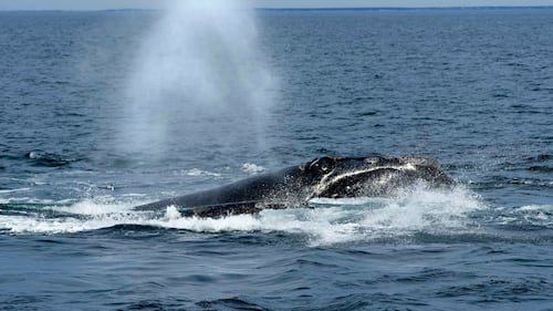 Whale species’ survival jeopardized by bill backed by Donald Trump: internal memo