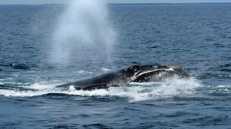 Whale species’ survival jeopardized by bill backed by Donald Trump: internal memo
