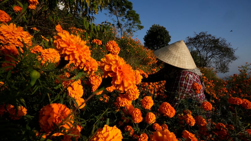 Could marigolds become a new plant-based protein? UGA researchers see promise in edible flowers