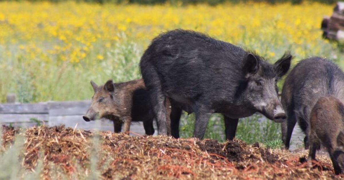Wild Pigs Are Rapidly Spreading Across Canada And Researchers Say It s wild-pigs-are-rapidly-spreading-across-canada-and-researchers-say-it-s