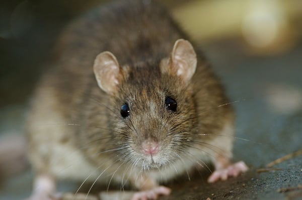 Health experts urge caution around rodent droppings