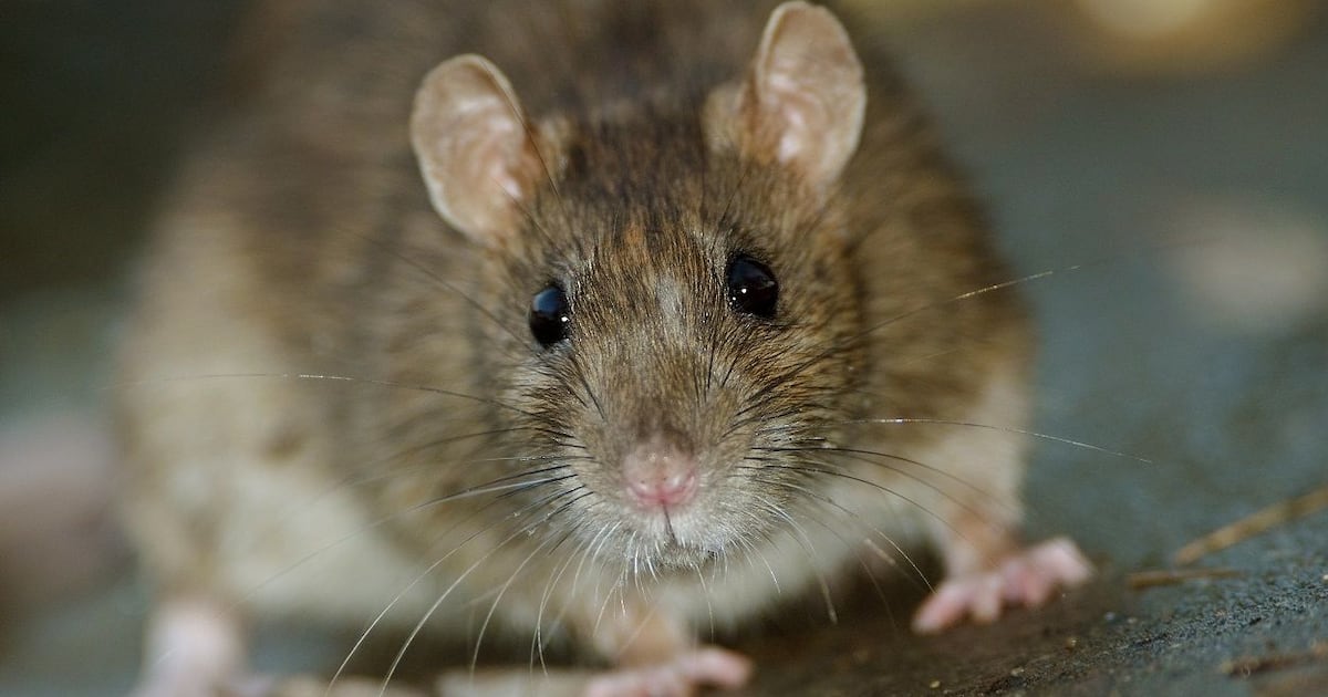Health experts urge caution around rodent droppings