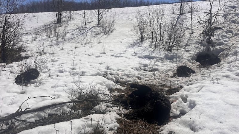 Black bear and cubs shot dead near Lorenzo, Sask.: SaskTip