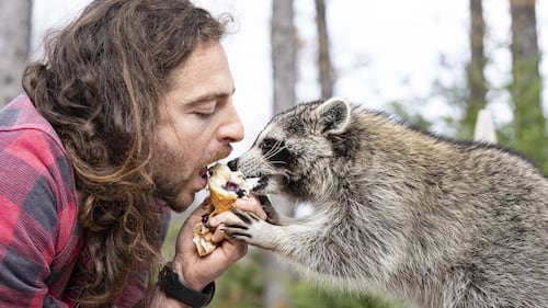 Montreal man on the run from authorities takes pet raccoon for rabies vaccination