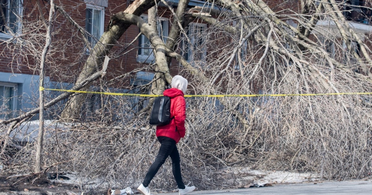 Tree Overtime Montreal-area tree service companies working overtime to keep up with ...