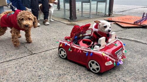 A small dog wearing a red sweater is pictured in a small red car.