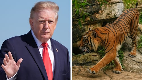 Trump, White House post video of man being killed by tiger