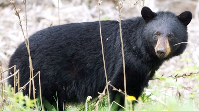 It’s bear season. Here are some tips to avoid encountering black bears in eastern Ontario