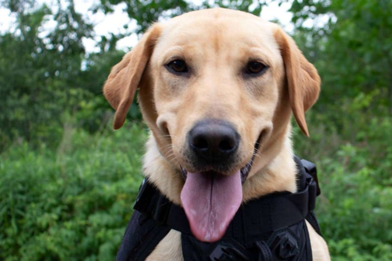 A two-year-old Labrador Retriever is sniffing out invasive species in Peel Region. Here’s how she does it