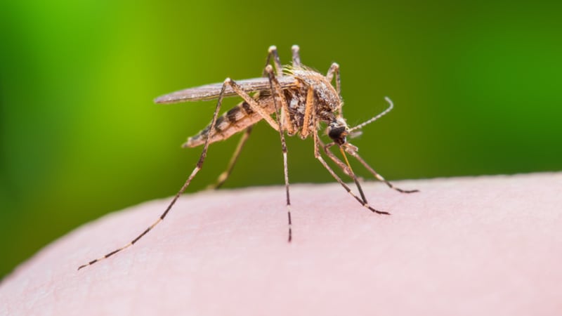 Mosquito hunters preparing to scrutinize B.C. bugs for viruses