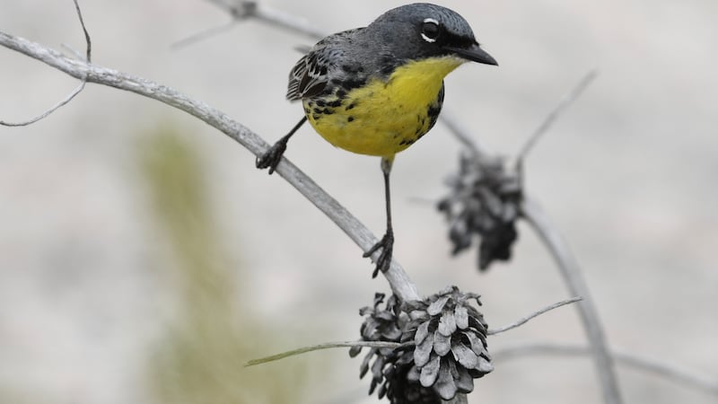 Endangered bird species spotted in Simcoe County