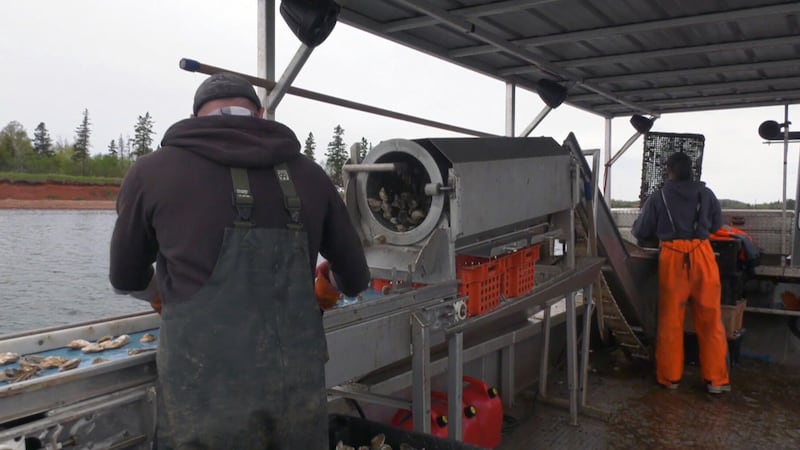 P.E.I. oyster growers consider quitting as diseases devastate farms