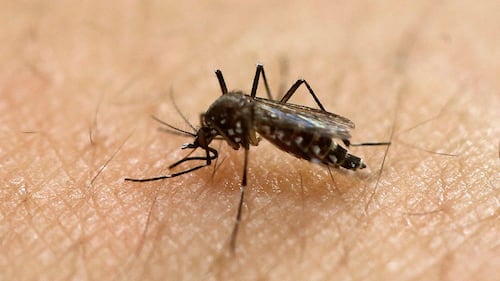 Mosquitoes may be smarter than we thought when it comes to DEET