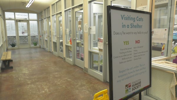 Edmonton Humane Society undertaking major renovation to adoption gallery