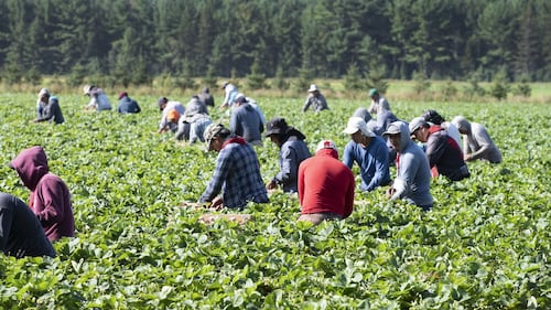 Rural B.C. communities ask province to support foreign worker program changes