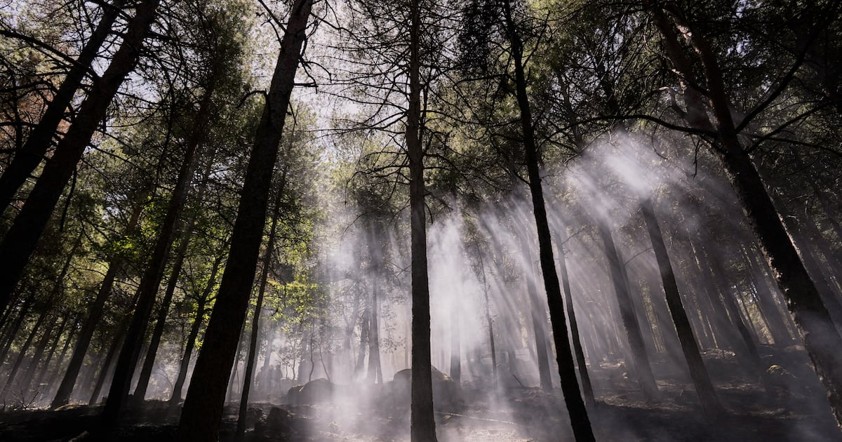 Photo: ctvnews.ca Burnt trees stand in an area scorched by a wildfire near Casillas, Ávila province, Spain. (AP Photo/Olmo Calvo)