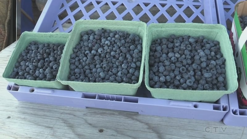 Exemption would permit selling blueberries at Sudbury roadside