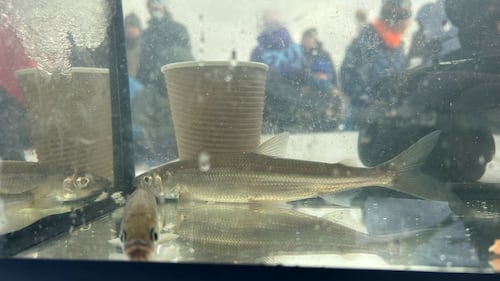 A rainbow smelt - the most common fish caught at Dominion Park - is pictured in an aquarium. (Avery MacRae / CTV Atlantic)