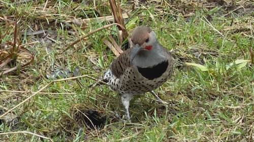B.C. woman trades phone scrolling for ‘simple joy’ of bird watching