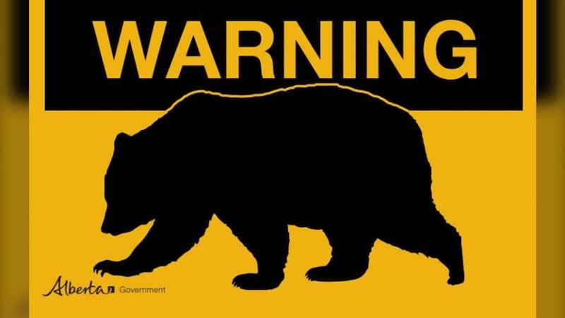 Bear warning issued for Kananaskis Country after grizzly bluff charges hiker