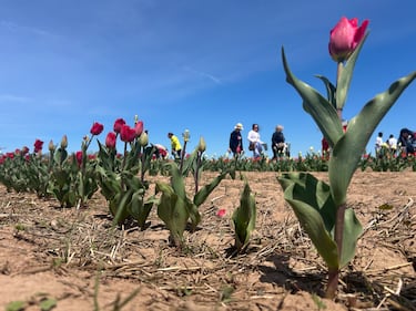 Tulips are seen at RiverBreeze Farms in Upper Onslow, N.S. (CTV/Jonathan MacInnis)