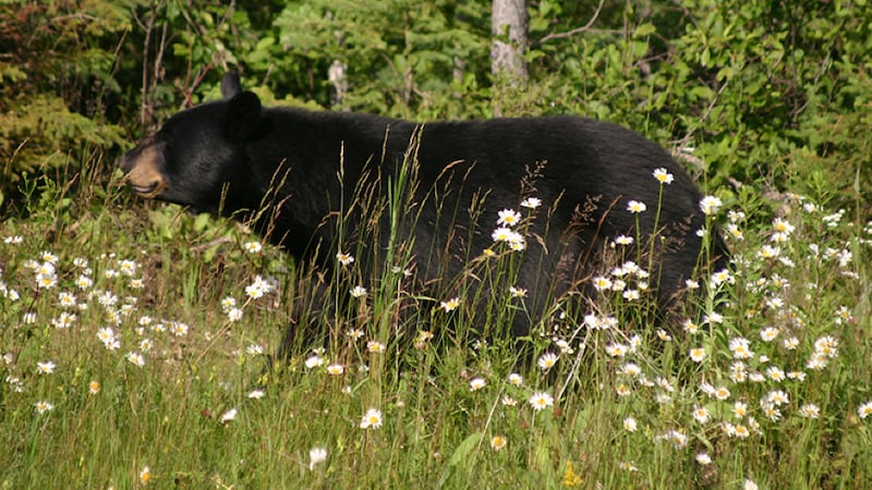 Conservation officers in B.C. remove metal stove pipe stuck on bear's head