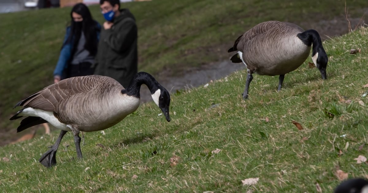 Problems Goose Canada geese causing problems for cities as experts struggle to reduce ...