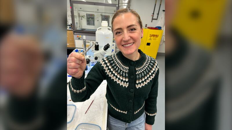 Nicoletta Faraone, an associate professor in Acadia University’s chemistry department, is pictured holding a tick. (Mike Lamb/CTV Atlantic)