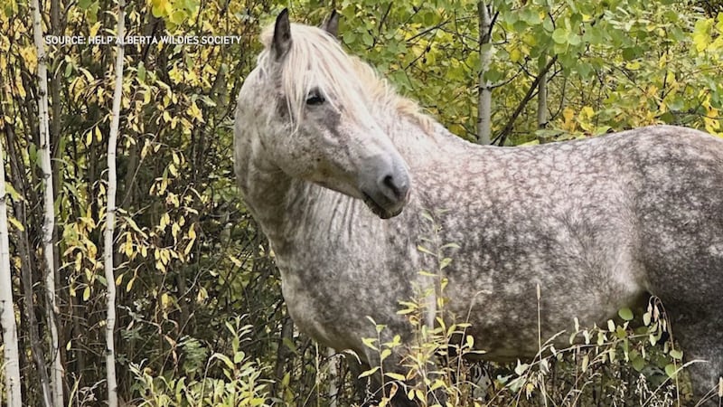 Alberta group offering $35K reward for info on wild horse killer