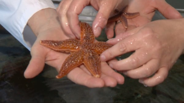 Back to the Sea Centre in Dartmouth, N.S., educates and inspires ocean conservation