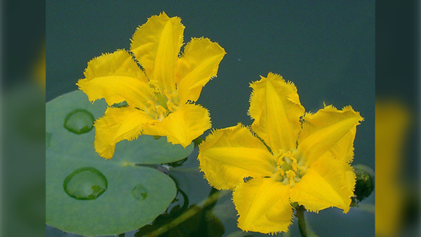 Herbicide to be applied to Dartmouth, N.S., lake to control invasive plant species