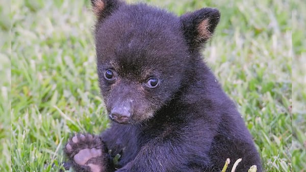 Hope for Wildlife to open new black bear cub rehabilitation in Cape Breton