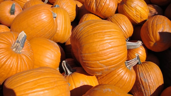 What’s happening Nov. 1 and Nov. 2 in Waterloo Region and beyond