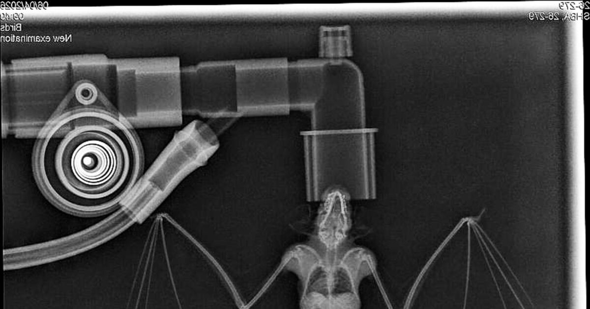 Tiny bat recovering after orthopedic surgery, Alberta wildlife rehab centre says