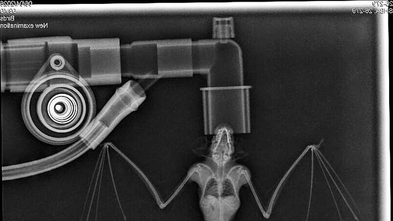 Tiny bat recovering after orthopedic surgery, Alberta wildlife rehab centre says