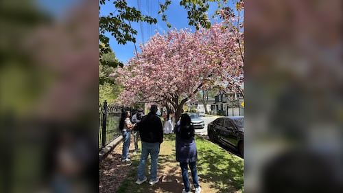 People pose for pictures with cherry blossom trees.