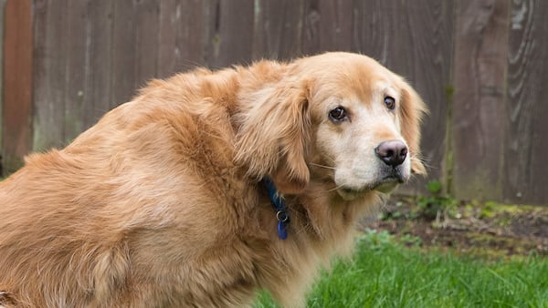 Watch your step: Vancouver’s dog-poop hotspots revealed in city data