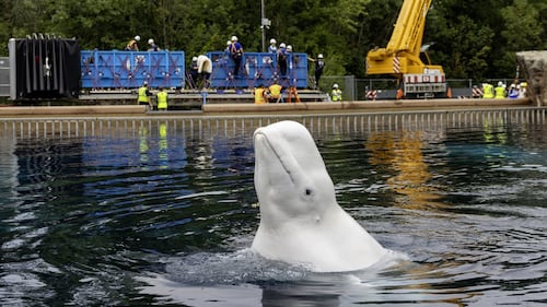 Another six whales being moved out of Marineland, headed to U.S. aquariums