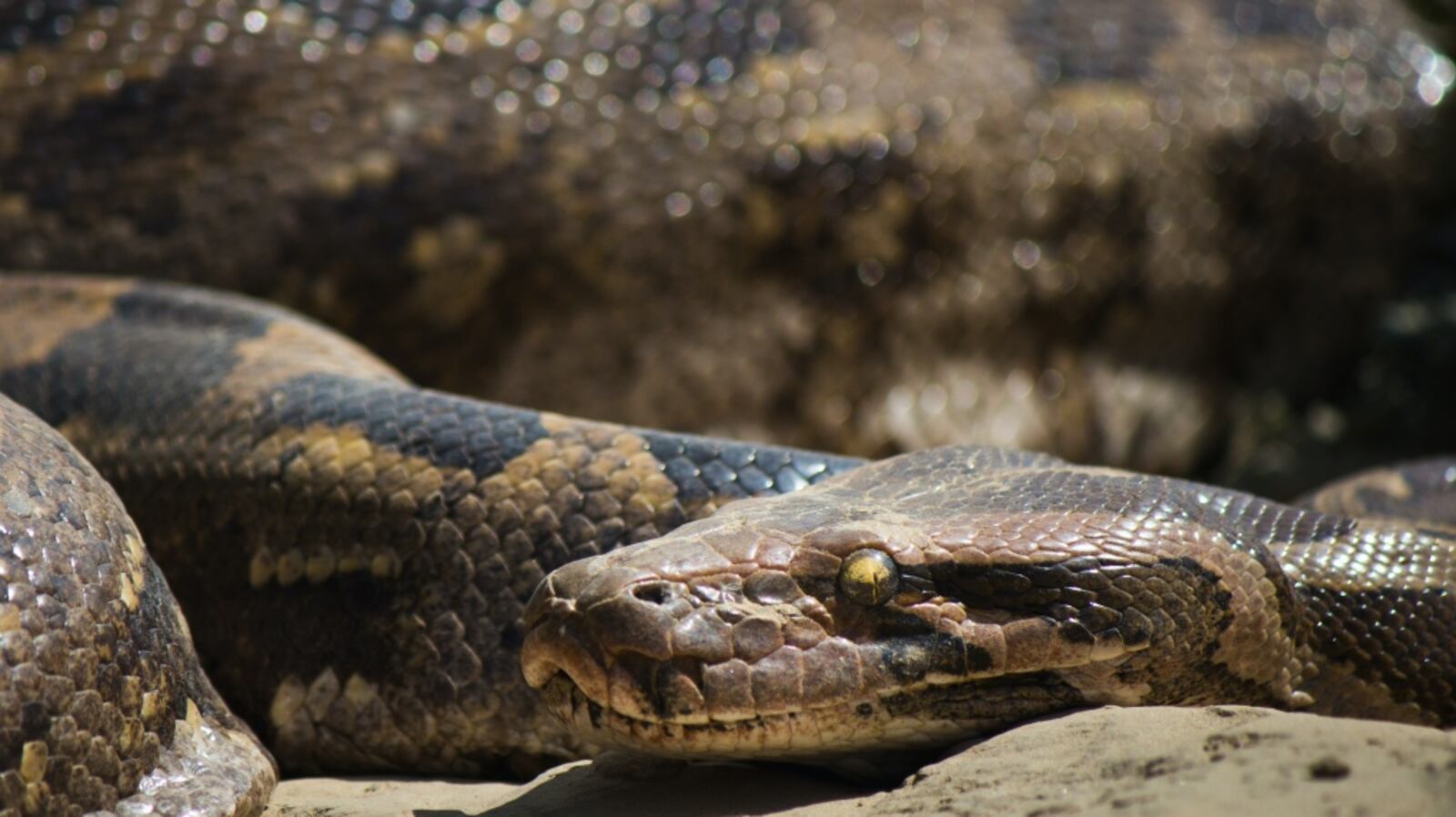 Body of missing Indonesian woman found in a python's stomach