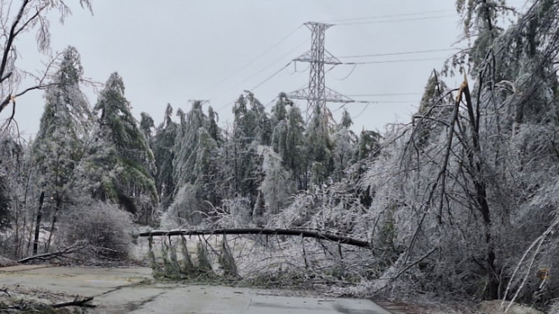 Exploding trees in cold weather: what are frost cracks?